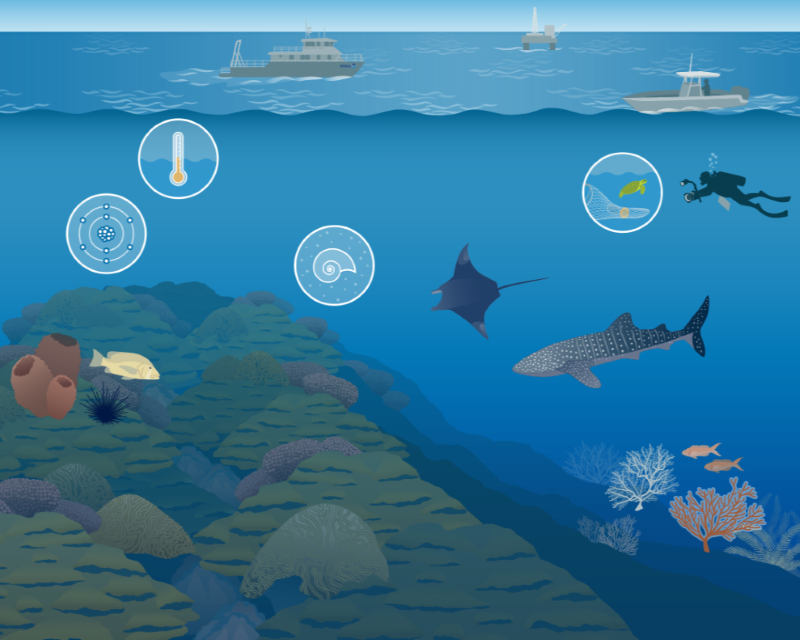 Flower Garden Banks National Marine Sanctuary