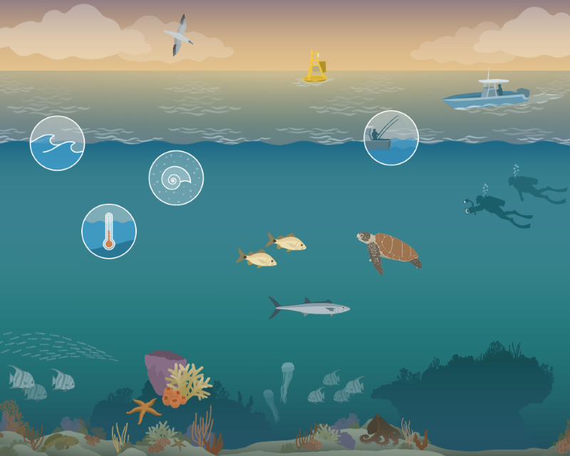 Gray’s Reef National Marine Sanctuary