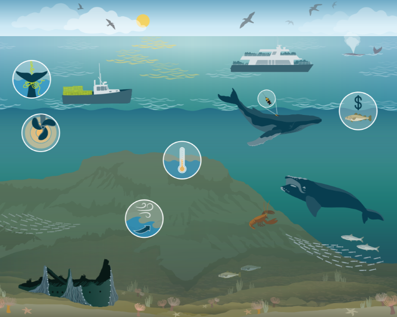 Stellwagen Bank National Marine Sanctuary
